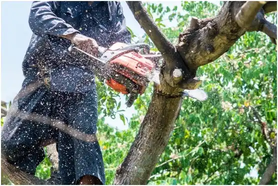 tree services Scurry